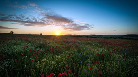 Vibrant Sunset Over Flower Fields wallpaper