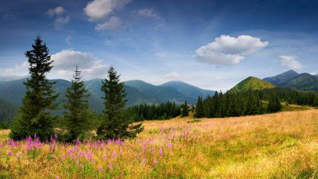Majestic Mountain Meadow View wallpaper