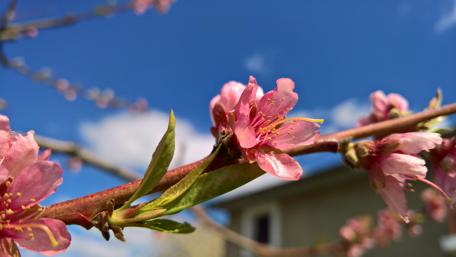 Blossoming Beauty Under Clear Skies wallpaper