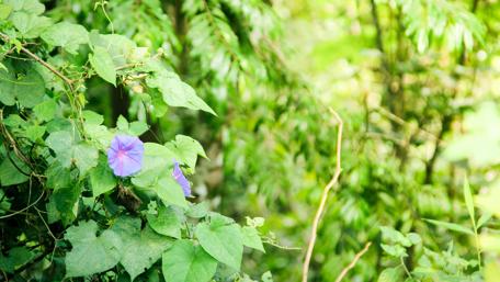Vibrant Blooms Amidst Lush Greenery wallpaper