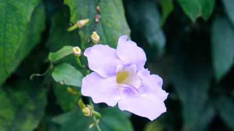 Delicate Purple Flower Amidst Lush Greenery wallpaper