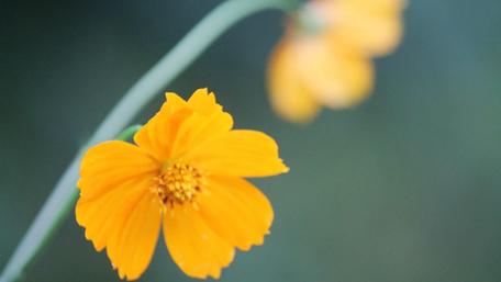 Vibrant Yellow Flower Closeup Wallpaper wallpaper