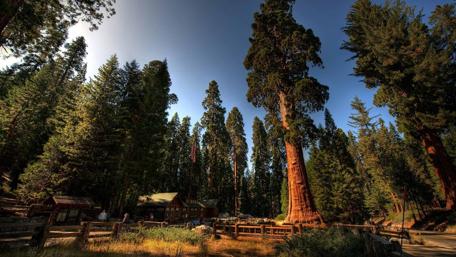 Majestic Sequoias Under a Brilliant Sky wallpaper