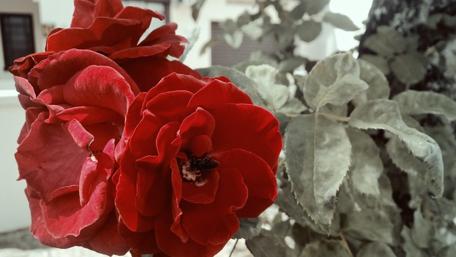 Vibrant Red Roses Amidst Greenery wallpaper