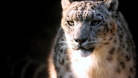 Majestic Snow Leopard in Natural Habitat wallpaper