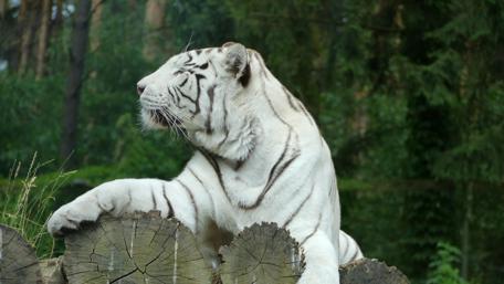 Majestic White Tiger in Nature wallpaper