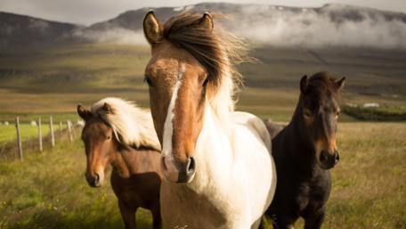 Icelandic horses wallpaper