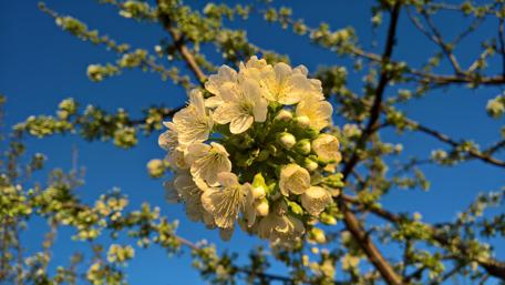 Blossoming Spring Joy in 4K Nature Wallpaper wallpaper