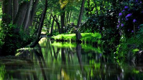 Serene Forest Stream wallpaper