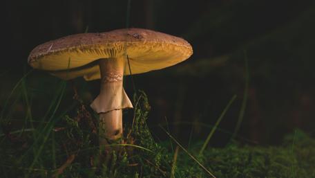 Mysterious Mushroom in Dark Forest Light wallpaper