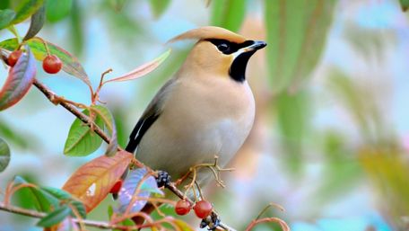 Bird Amidst Berries wallpaper