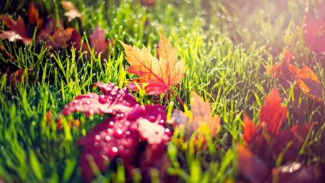 Autumn Leaves and Rain-Kissed Grass wallpaper