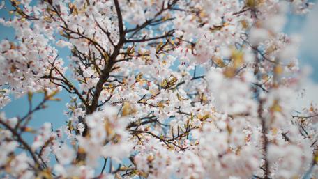 Blooming Springtime Delight wallpaper