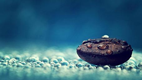 Glistening Morning Dew on Coffee Bean wallpaper