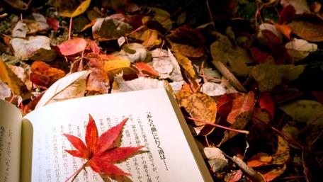 Autumn Serenity Captured in Nature's Embrace wallpaper