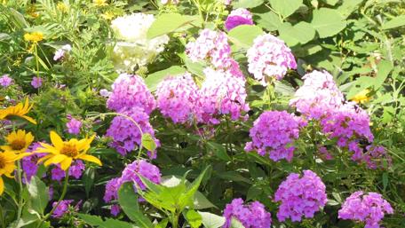 Vibrant Garden Blooms in Full Color wallpaper