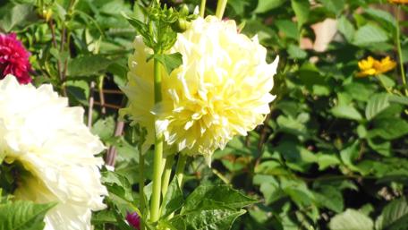 Bright Yellow Dahlia Blooms in a Garden Scene wallpaper