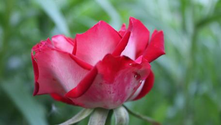 Stunning Red Rose Blooming in Nature wallpaper