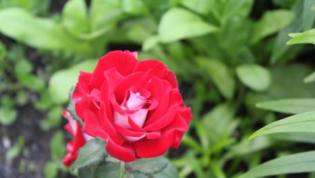 Vibrant Red Rose Blossom in Nature Scene wallpaper