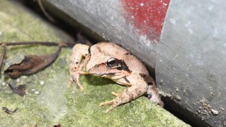 Frog in Nature's Embrace wallpaper