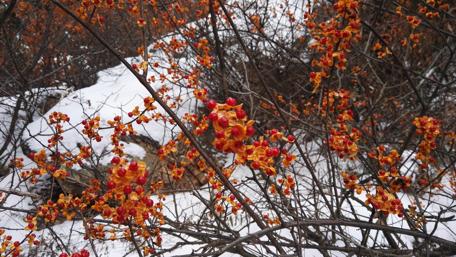 Vibrant Berries Amidst Snowy Landscape wallpaper