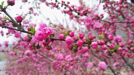 Delicate Peach Blossom Beauty in Full Bloom wallpaper