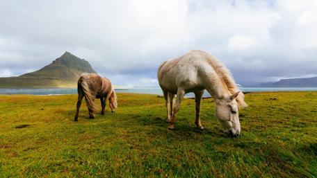 Majestic Horses Grazing in a Serene Icelandic Landscape wallpaper