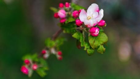 Blooming Floral Beauty Captured in Macro Photography wallpaper