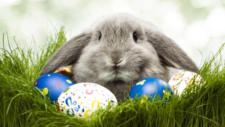 Easter Delight with Bunny and Colorful Eggs wallpaper