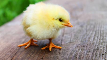 Adorable Easter Chick in 4K wallpaper