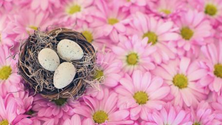 Easter Nest Surrounded by Pink Daisies wallpaper