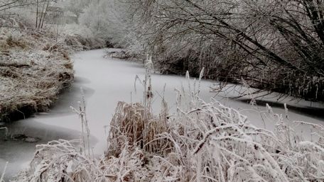 Winter Wonderland in Frosty Silence wallpaper