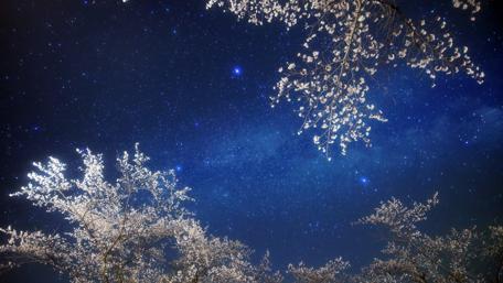 Starry Blossoms Dance Under the Milky Way Night Sky wallpaper
