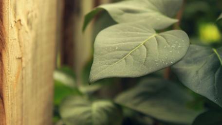 Lush Green Leaves Against Rustic Wood Texture wallpaper