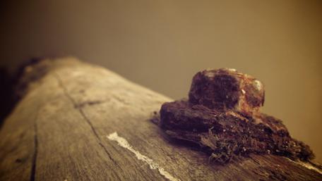 Rustic Log in Nature's Embrace wallpaper