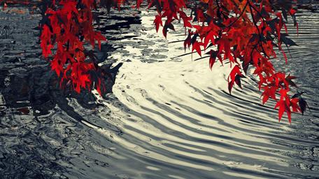 Autumn Whispers on Water wallpaper