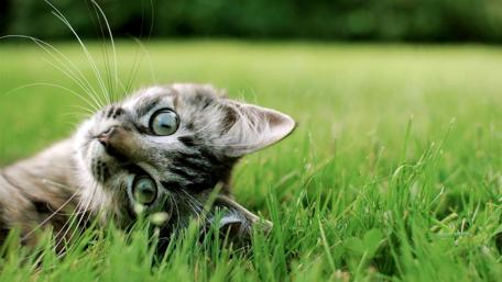 Playful Cat Relaxing on Lush Grass Ground wallpaper