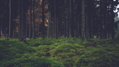 Twilight Enchanted Forest Landscape wallpaper