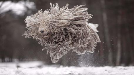 Joyful Jumping Komondor in Winter Wonderland wallpaper