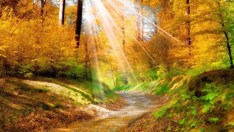 Autumn Sunlight Filtering Through Golden Forest wallpaper