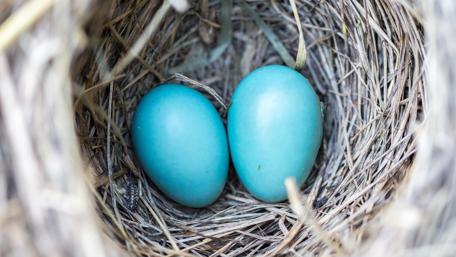 Blue Eggs Nest for Easter Celebration Wallpaper wallpaper