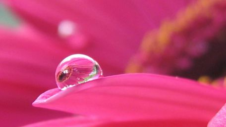 Water Drop on Pink Petal Elegance wallpaper