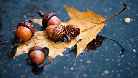 Autumn Harmony in Nature's Details wallpaper