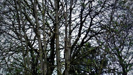 A Majestic Tree Silhouette Against the Sky wallpaper