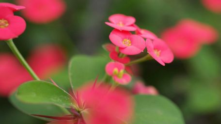 Vibrant Pink Blossoms in Close-Up Photography wallpaper