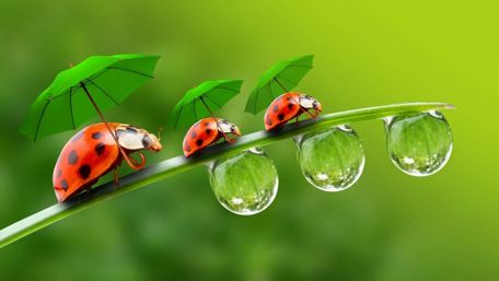 Ladybugs' Dewdrop Quest wallpaper