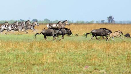 Wildlife Running Together in Africa wallpaper