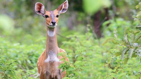 Gentle Bushbuck Amidst Lush Greenery wallpaper