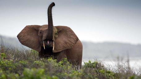 Playful Elephant in African Landscape wallpaper