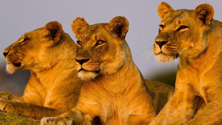 Majestic Lions in the Wild wallpaper